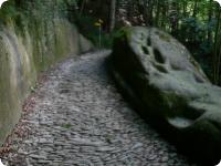 Torenölii